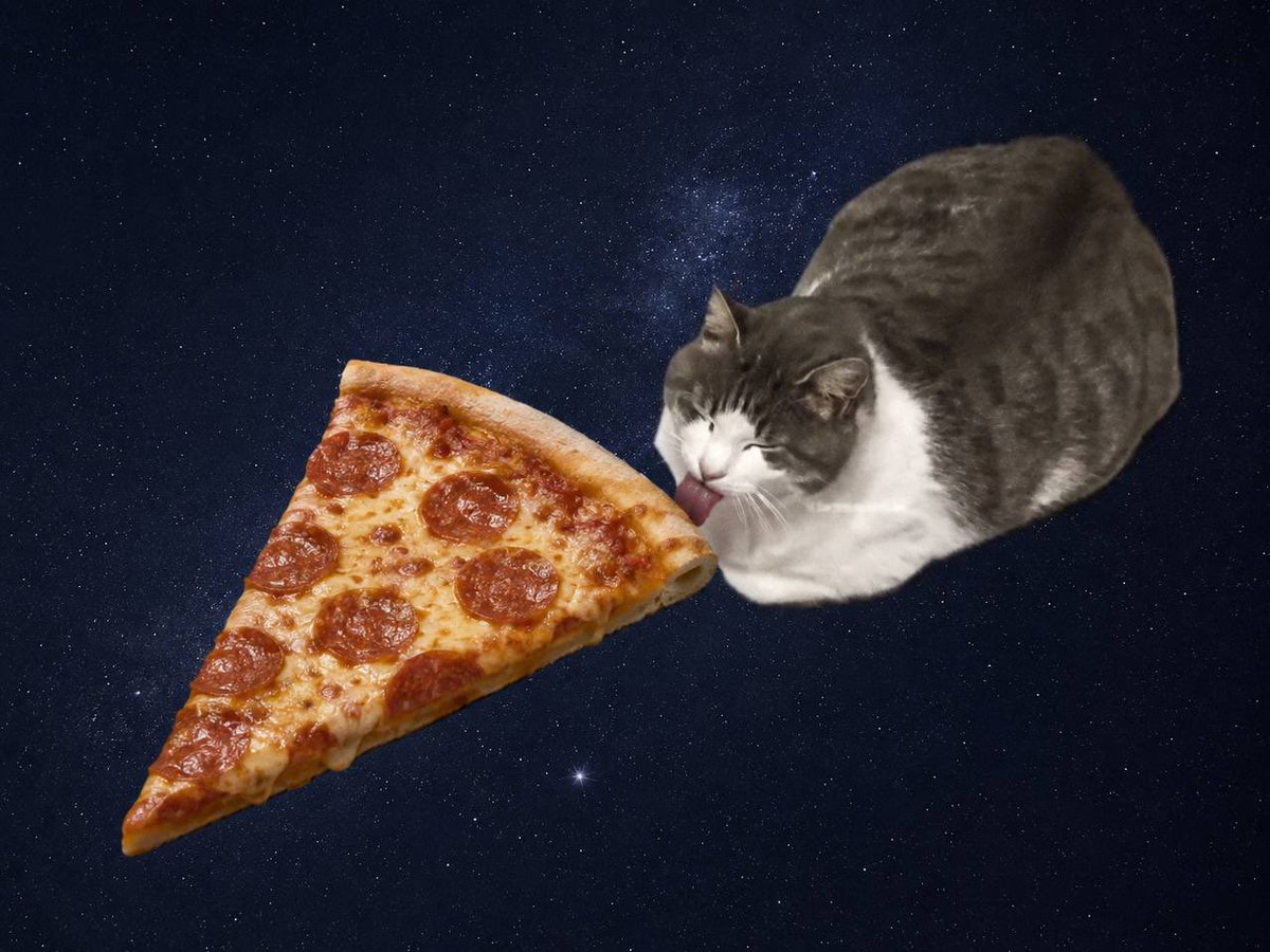 worldlickingcat's tweet photo. mlem👅🍕 https://t.co/GvSUKZ5PRS