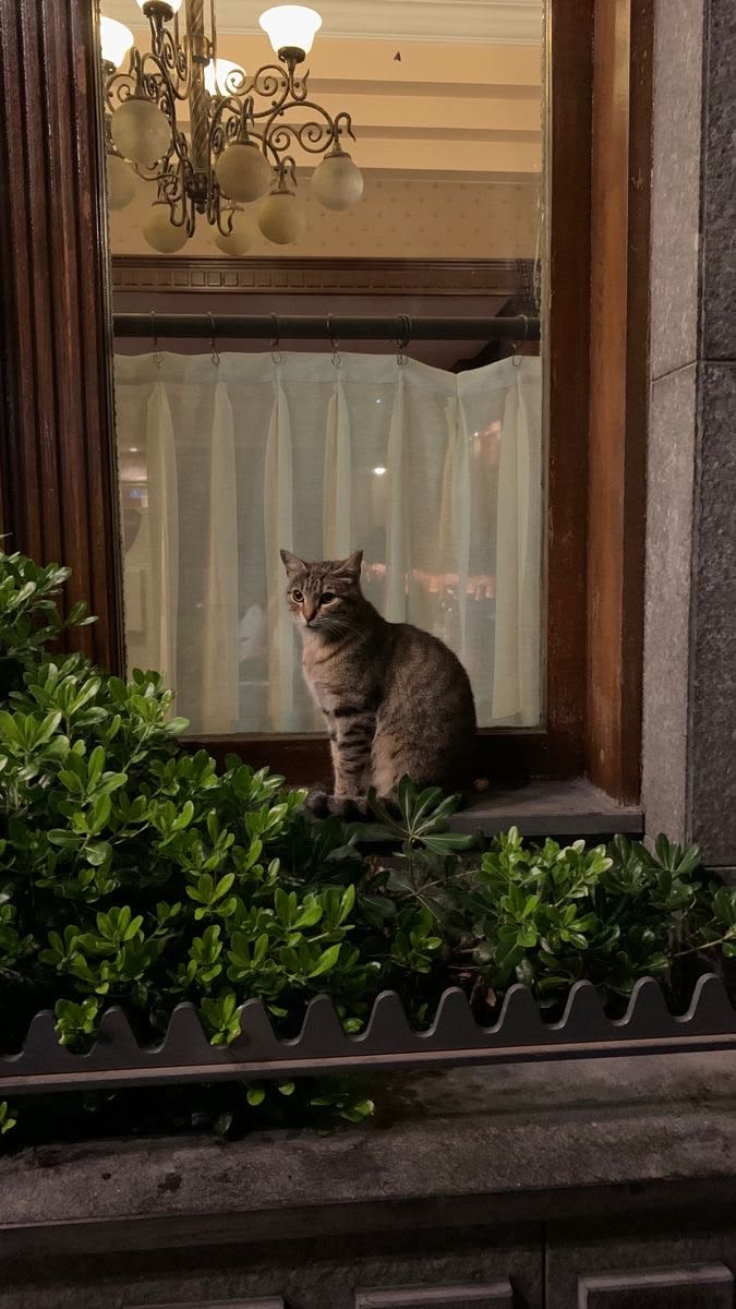 greenvibe's tweet photo. It adds elegance to your window.. https://t.co/UVeTgaNL3p