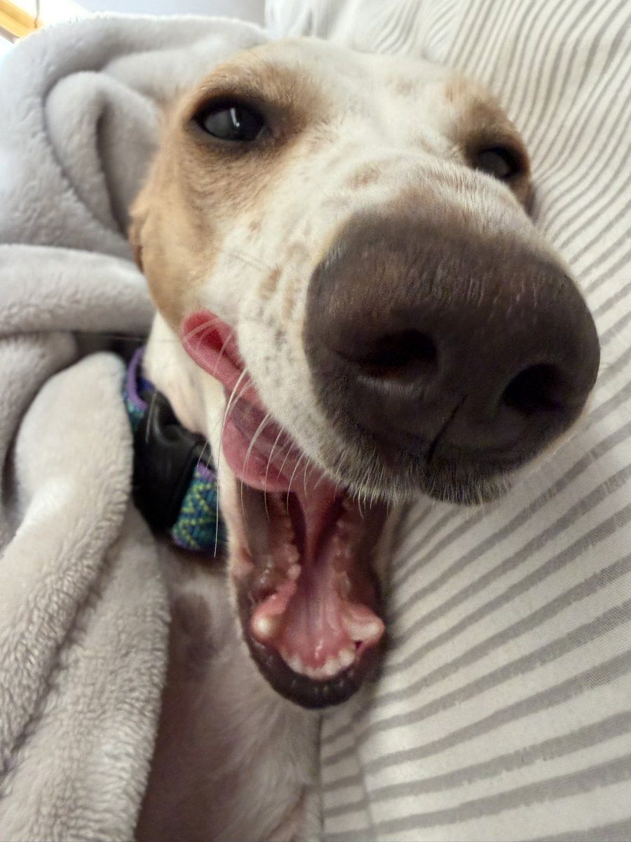 Convokid22's tweet photo. Thought you might need a nose to boop. 

#RooRoo https://t.co/4RYHBXZhZU