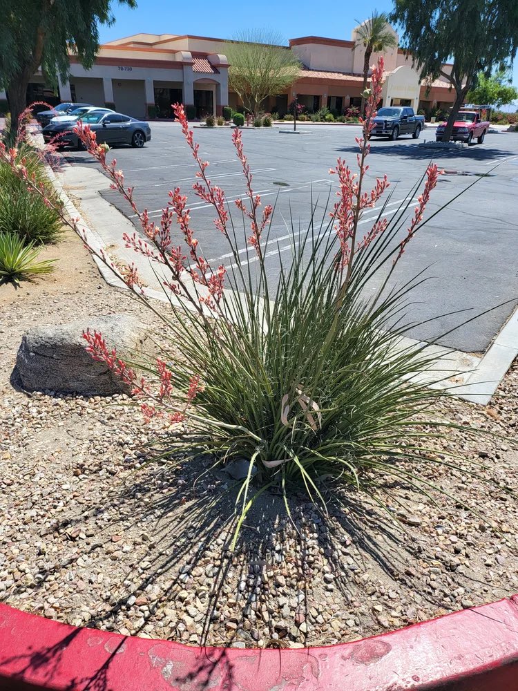 MythoSolaria's tweet photo. The Redflower False Yucca (Hesperaloe Parviflora) also known as the Samandoque is a succulent plant that is Native to Aridoamerica (especially in Texas, Chihuahua &amp; Coahuila). https://t.co/UitiSo5XmX