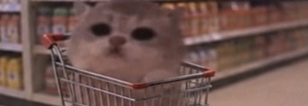 JamCatRH's tweet photo. Jam Cat has acquired provisions https://t.co/LSabtTpR4k