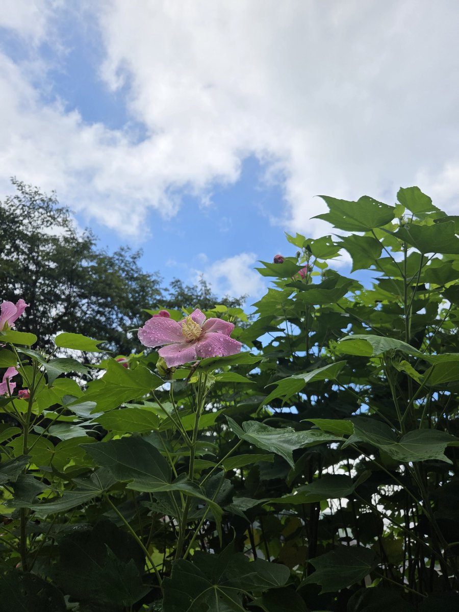 watanabebokujyo's tweet photo. 恵みの雨が降りました。 

農家さんにとってはありがたい雨でしょう。 

どうかこのまま
ほどよい雨でありますように。。。 

自然の力は畏怖である

本日8月12日、
水曜日は通常は定休日ですが
今週はお盆ウイーク！✨ 

ってことで
みるくハウス開けてます～👍 

このまま日曜日まで
突っ走ります！✨

来週17日、月曜日が代休になります。 

なので来週は月曜日と水曜日が
お休みになります。 

もろもろ
よろしくお願いいたします😌