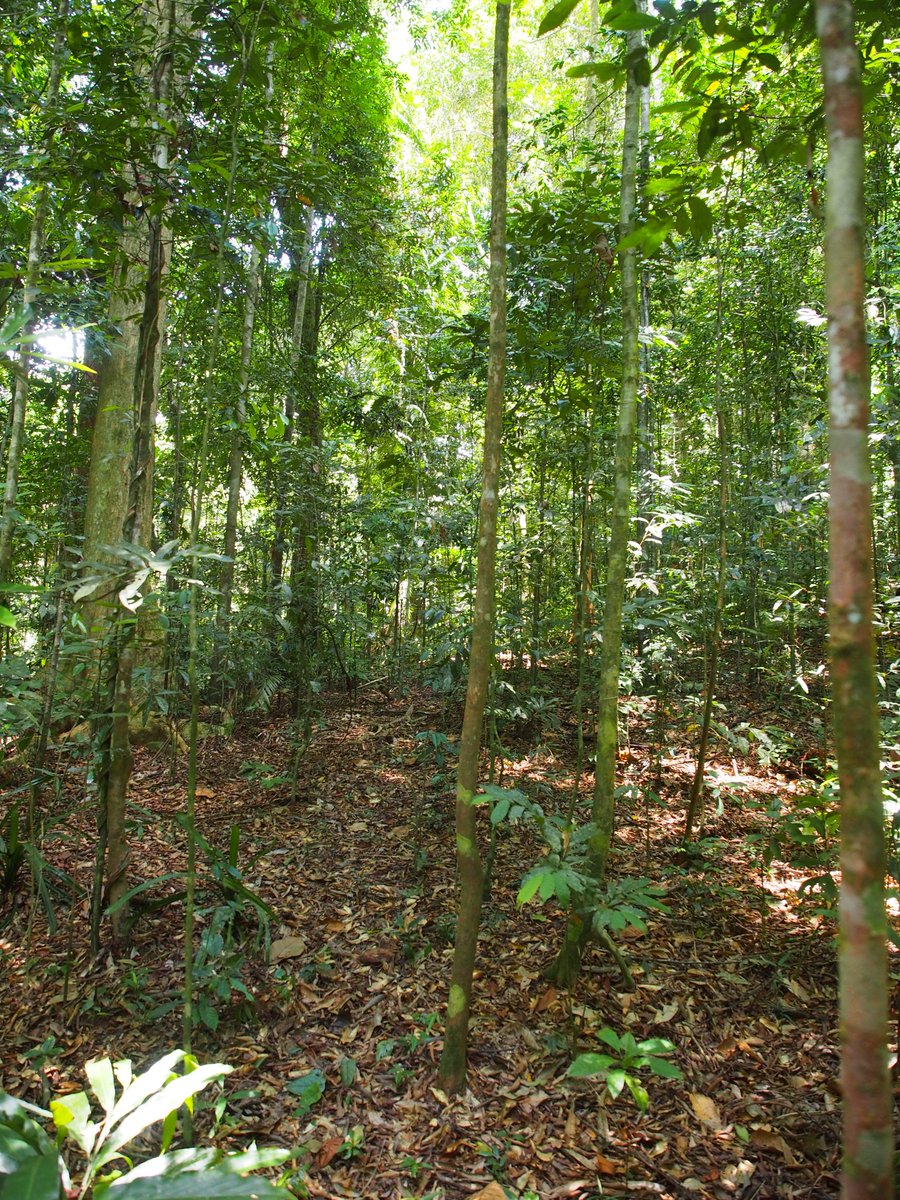timutteridge's tweet photo. Epirixanthes cylindrica Blume (Polygalaceae) - under forest giants, you can find midget milkworts in the leaf litter. Crocker Range, Sabah #SBGScience #Sabah #Malaysia @itbc_ums #saprophyte #botany https://t.co/0ZHQN1Yrsd