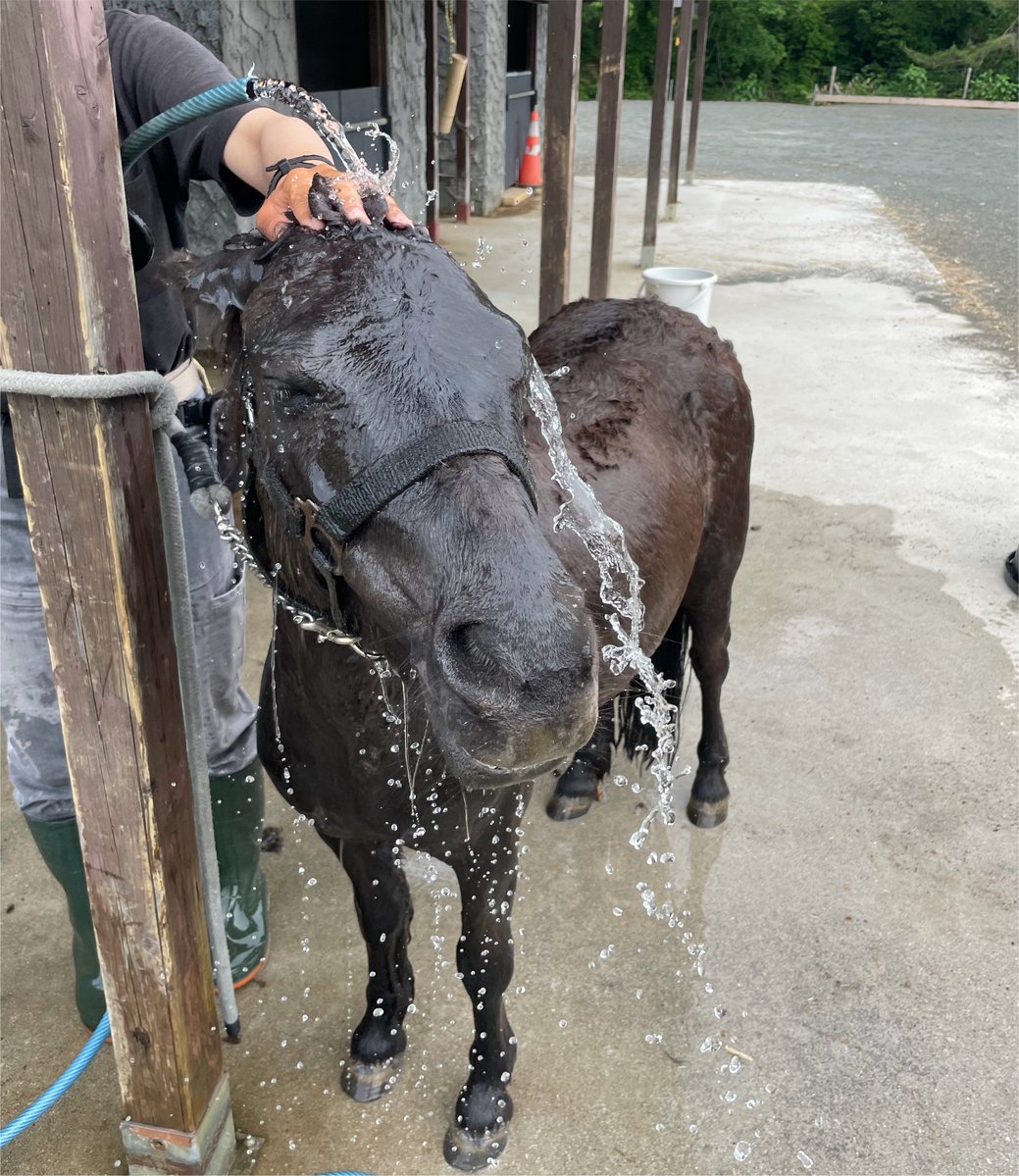 rbdoubutugakari's tweet photo. 春夏秋冬
季節が移り変わるたびに、動物たちもいろいろな表情を見せてくれます！

1年を通して、動物たちのさまざまな姿をお楽しみください♪🐏🐑🐶🐴🐐

#ローザンベリー多和田　#羊　#馬　#ヤギ　#犬 https://t.co/GYFUZ3f1sN