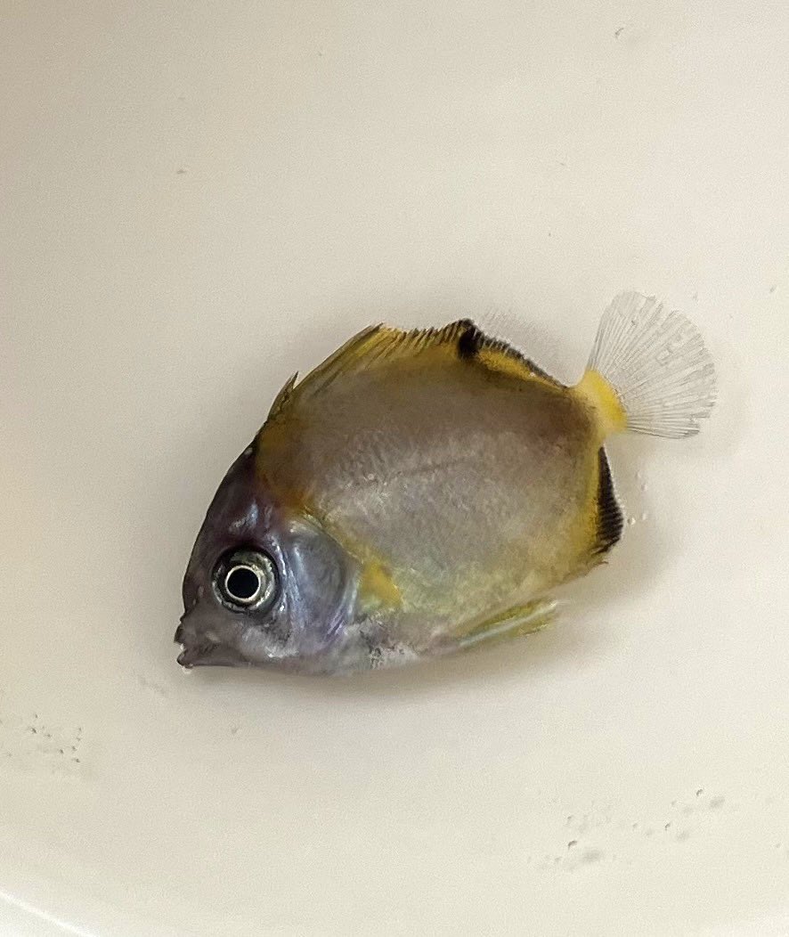 murosui_kochi's tweet photo. チョウチョウウオの赤ちゃんです。

今朝の水揚げの中から見つけました。

お盆時期には赤ちゃん連れも多く登校してきます。

館内は階段が多く、混雑時はベビーカーでの見学が大変です。

抱っこでご入館できる方はご協力よろしくお願いします。 https://t.co/ExTptrVqOd