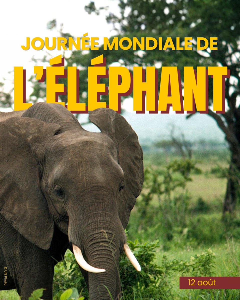 ONU_fr's tweet photo. Journée mondiale de l'éléphant | Voici quelques gestes pour protéger ces animaux emblématiques :
❌ N'investissez pas dans l'ivoire.
📢 Sensibilisez-vous à la protection des éléphants.
🐘 Découvrez les projets de conservation.

Plus d'infos:

https://t.co/pSAWGJkWOo https://t.co/N5Z6ARXQon