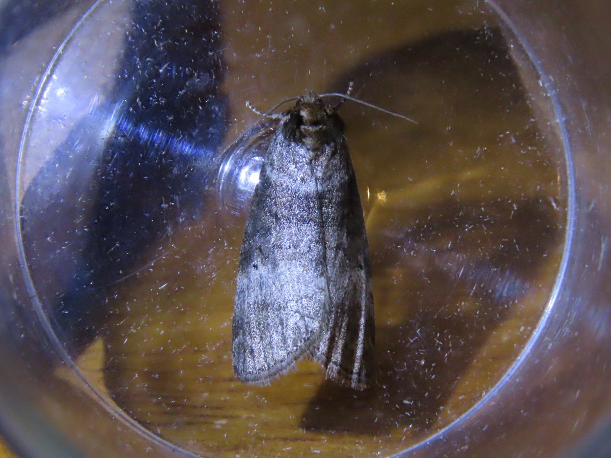 dragonflyrich's tweet photo. @MOTHIDUK More from East Devon in mid-June if you can confirm for me? I think Marbled Minor agg, Common Lutestring, Eudonia Mercurella and Uncertain. Thanks in advance https://t.co/8eVbClX42S