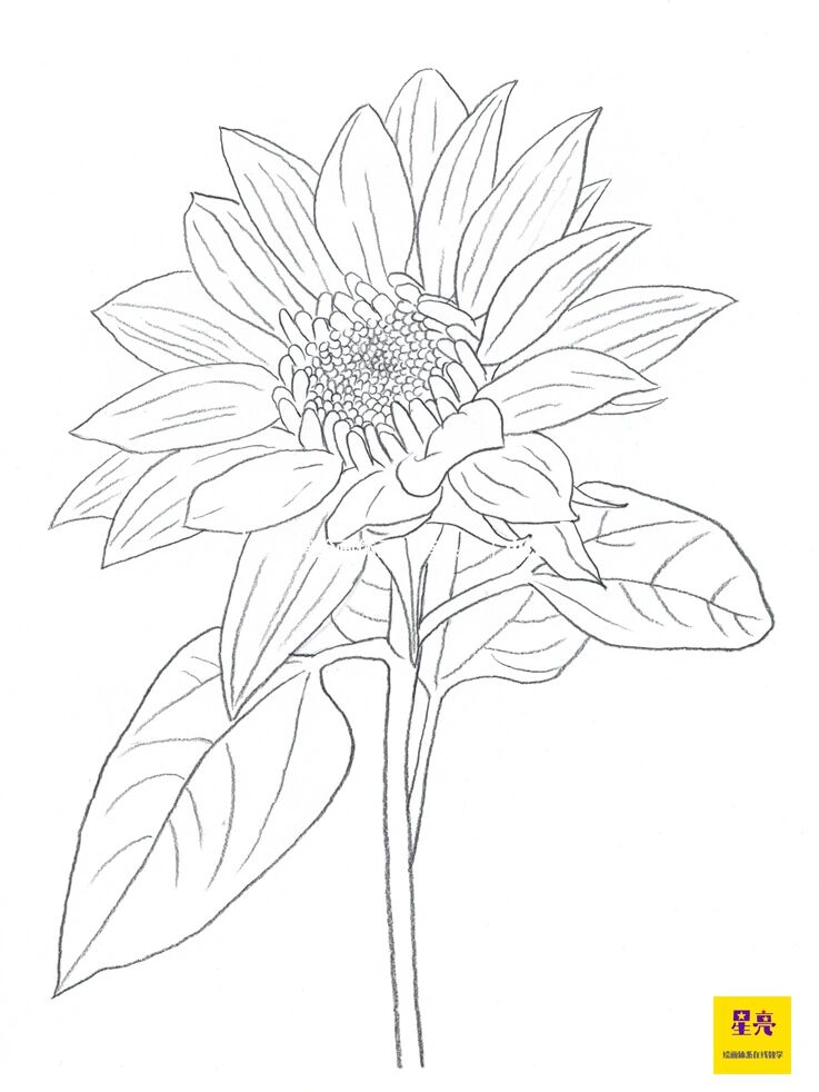 PrimaLloydtwba's tweet photo. Just finished a sunflower sketch workshop and the joy of putting pencil to paper Unbeatable! Creative vibes all around https://t.co/Q71wyg568G