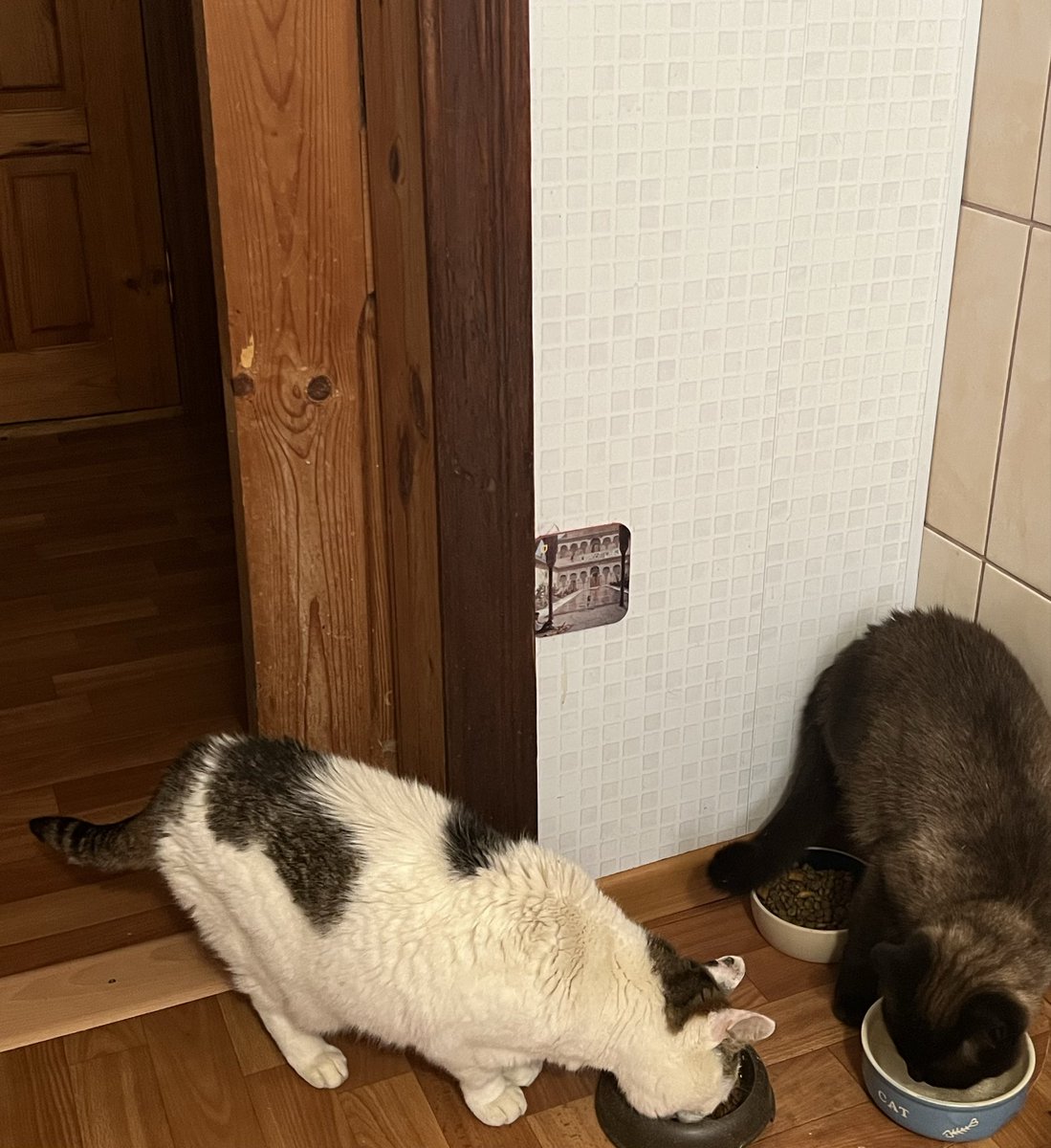GanaLambert's tweet photo. мне будет тебя не хватать, любимая дурацкая личинка кота https://t.co/dFrhHpvagU