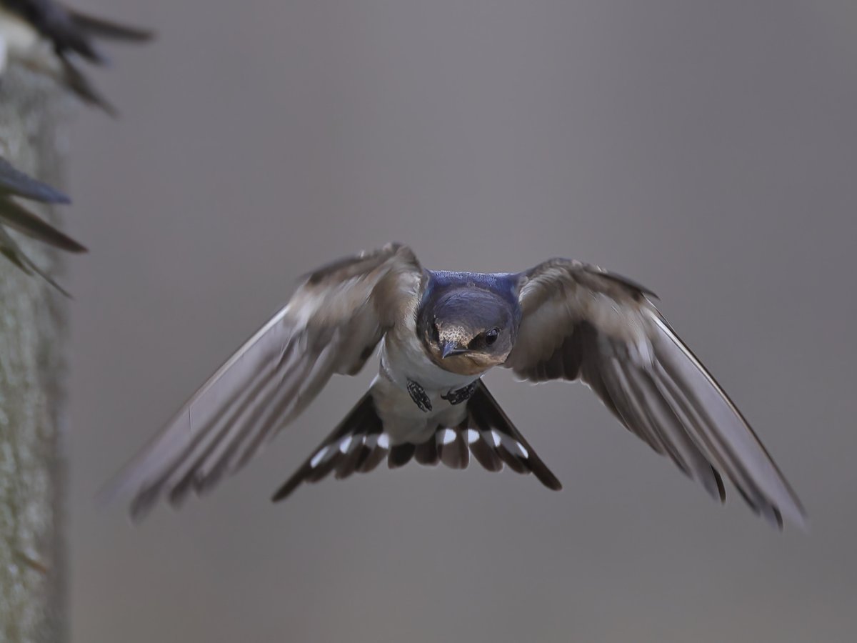 hangle_angle's tweet photo. ツバメさん
幼鳥もスクスク成長しているようです
#EOSR6Mk2 #RF200_800f63_9ISUSM #野鳥 #野鳥観察 #野鳥写真 #野鳥撮影 #ツバメ https://t.co/aORgancYLG