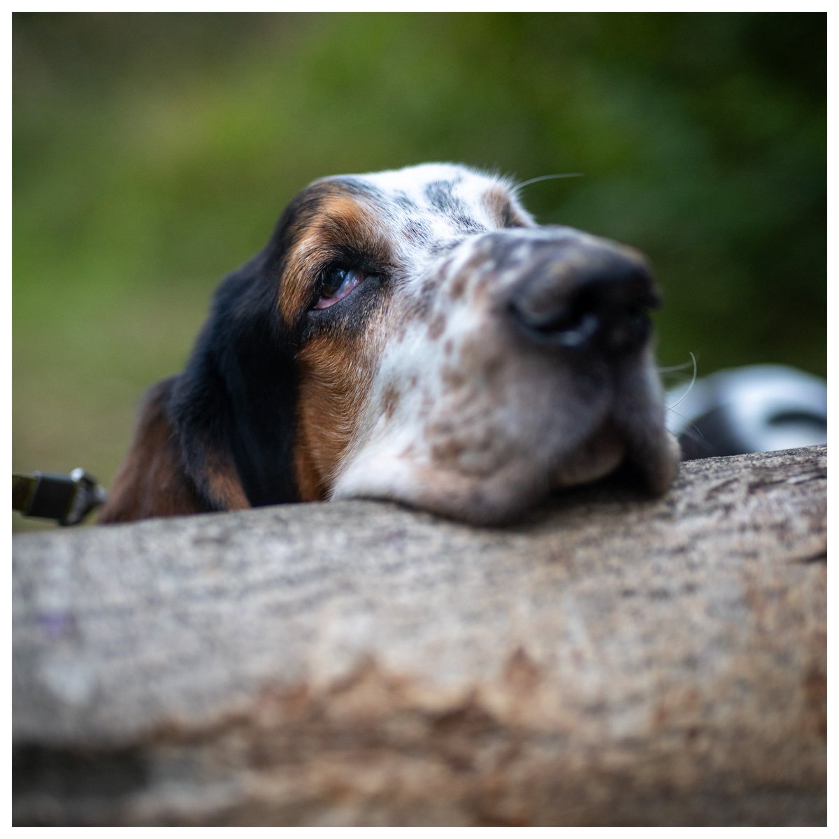 PhilSledge's tweet photo. Post a photo of your pet on your phone. 

I’ll go first. 

No cheating 🪵 https://t.co/L1MLk3gLtV