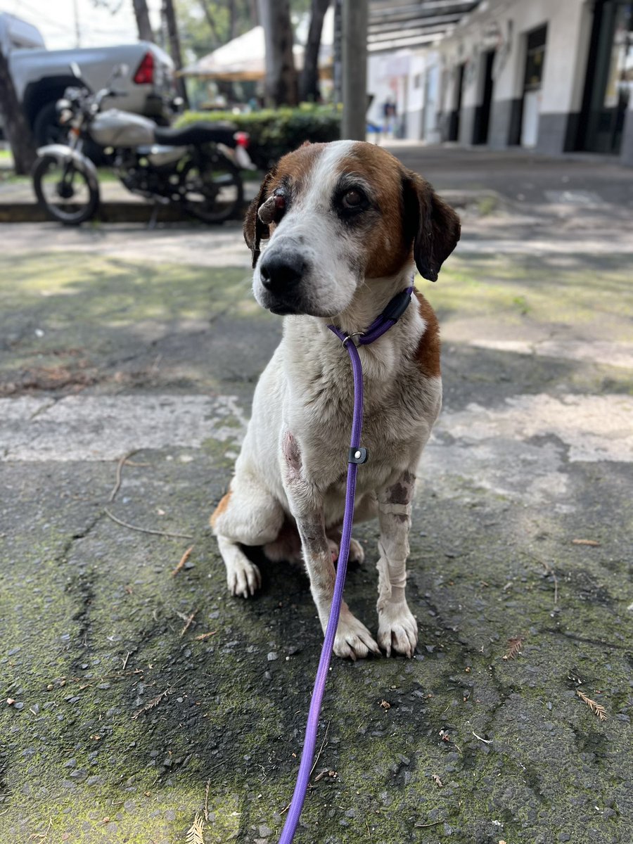 HELA_MORE's tweet photo. Hoy sacamos a pasear a Goyo porque no ha querido hacer del baño en su jaulita,no quiso caminar pero lo cargamos y lo llevamos al jardín más cercano donde orinó muchísimo.🩷

Si todo sale según lo planeado,mañana temprano se opera.
Ya nos advirtieron que por ser viejito y en las condiciones en que llegó pudiera no aguantar la anestesia,pero es necesario ya operarlo.

Esperamos que todo salga bien y mañana les contamos lo que suceda.