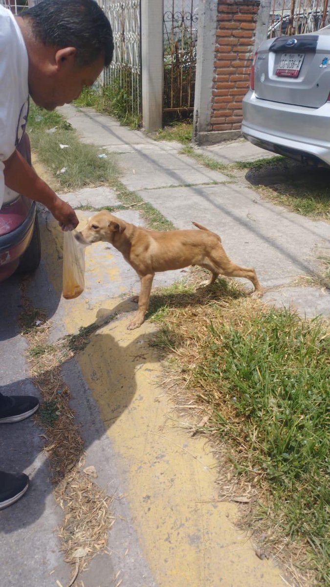 Alina_Gag's tweet photo. Este cachorrito la está pasando muy mal en la calle. No entiende nada y sufre mucho. Puedes darle un hogar temporal? Si si, Rescatalandia ayuda con gastos y coordina el traslado 

Está en el Edomex pero yo coordino el traslado

Contacto: 5579006196 https://t.co/UULhymxQWV