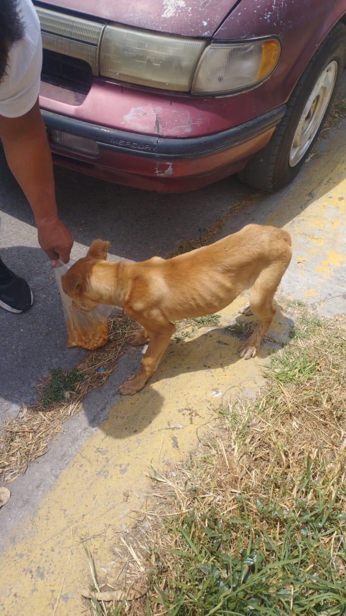 Alina_Gag's tweet photo. Este cachorrito la está pasando muy mal en la calle. No entiende nada y sufre mucho. Puedes darle un hogar temporal? Si si, Rescatalandia ayuda con gastos y coordina el traslado 

Está en el Edomex pero yo coordino el traslado

Contacto: 5579006196 https://t.co/UULhymxQWV
