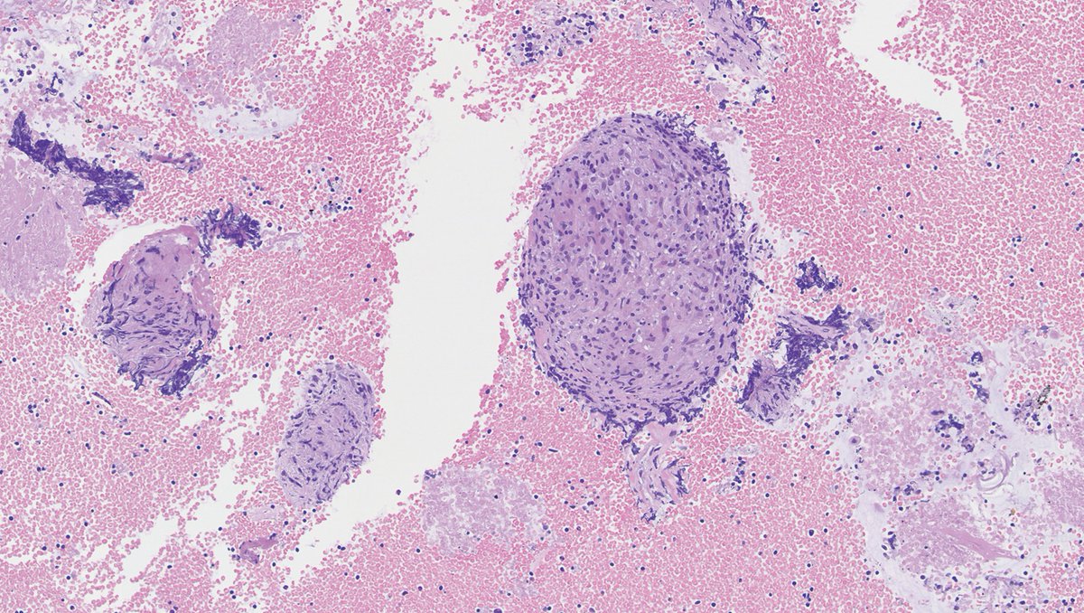 pathsoc tweet picture