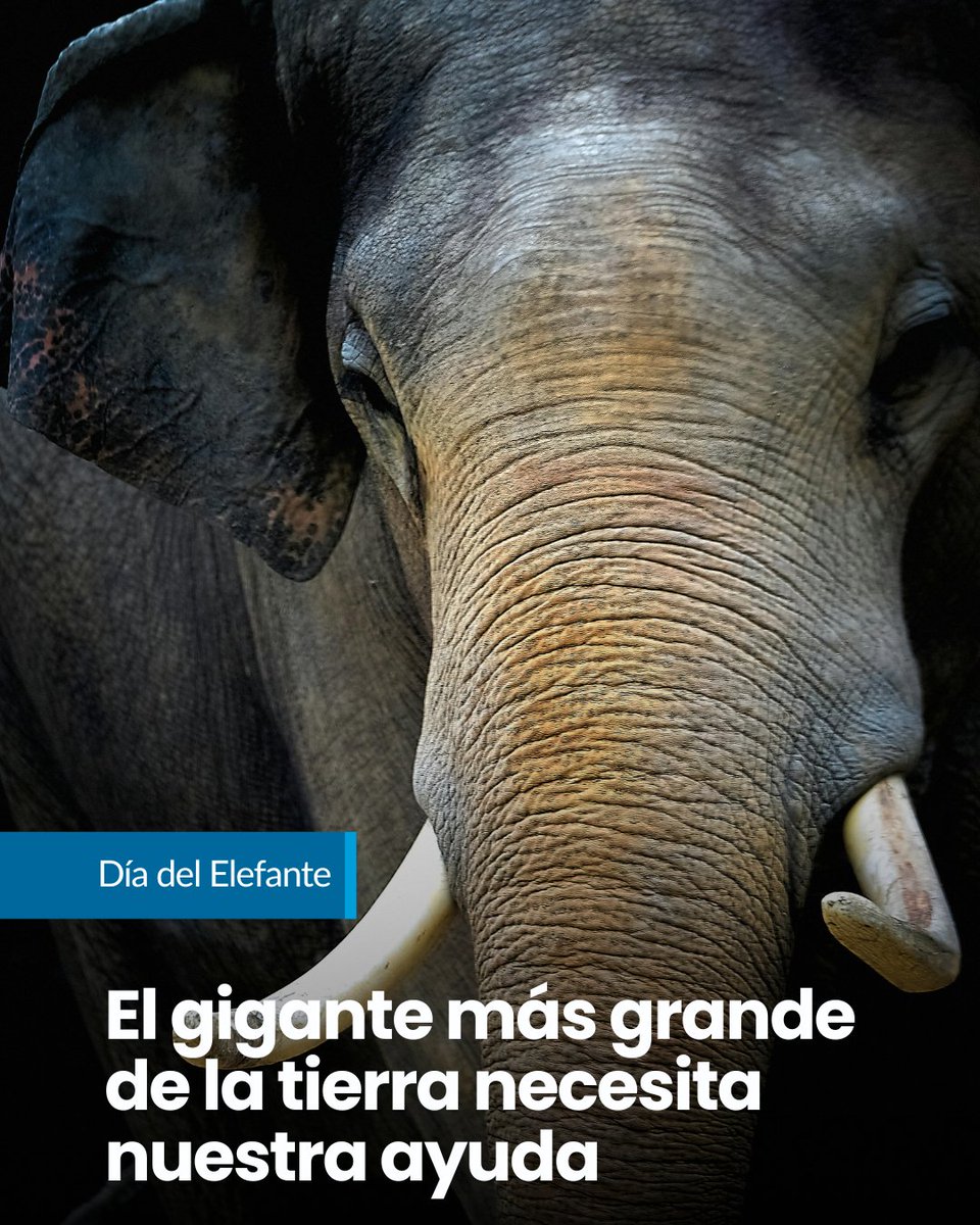 ONU_es's tweet photo. Cuidan a su familia. Protegen a los más vulnerables. Crean vínculos para toda la vida.

No hablamos de personas. Hablamos de elefantes. 🐘

En este #DíaDelElefante, recordemos que protegerlos de la caza furtiva y la pérdida de hábitat también está en nuestras manos. https://t.co/ljdSISqvYx