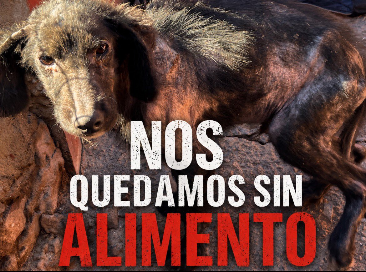OMFA_Refugio's tweet photo. NECESITAMOS AYUDA URGENTE
Más de 100 animales dependen de nosotros
Hoy necesitamos comprar alimento balanceado, ya no nos queda más nada 

Alias Mercado Pago: Omfamoreno 
Alias Banco Nacion: Omfitas 
PayPal: OrgMiFielAmigo 
Cuentas a nombre de Yanina Vanesa Dalinger https://t.co/URf2QElJFd