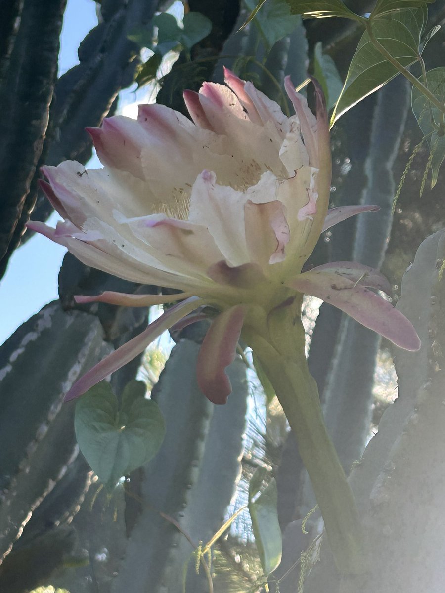 RetoroKogando's tweet photo. 家の巨大サボテンです。
サボテンが花をつけている… https://t.co/IBZa0TspDm