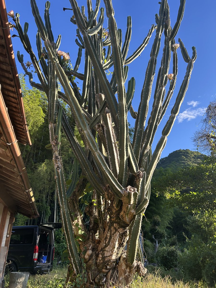 RetoroKogando's tweet photo. 家の巨大サボテンです。
サボテンが花をつけている… https://t.co/IBZa0TspDm