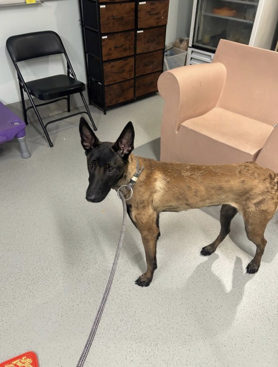 Iza_2021's tweet photo. 🛟 You want to know what’s HEARTBREAK ?! Look at Jerika #262124 !A gentle soul, estimated just 11 months old sitting in NYCACC shelter.
Microchip but no one is coming for her.

Here’s what staff says:
"she is very fearful but think she'll warm up with a slow approach. Can confirm she does in fact love treats and when I went to visit her at her kennel a bit later in the morning, she was much softer with me."
This is a dog who has been failed. But still hopes. Still wants to love & be loved😭

Now we need a foster to say yes.
We’re looking in NJ, NY, or CA—all medical & supplies covered. Jerika just needs a safe place to land while she waits for her forever family.

Can’t foster? You can still help by sharing and pledging. 
🚨 Let’s give this girl the life she should’ve had all along. Hope begins now with you! 

📍Queens Animal Care Center
1906 Flushing Ave, Ridgewood, NY 11385