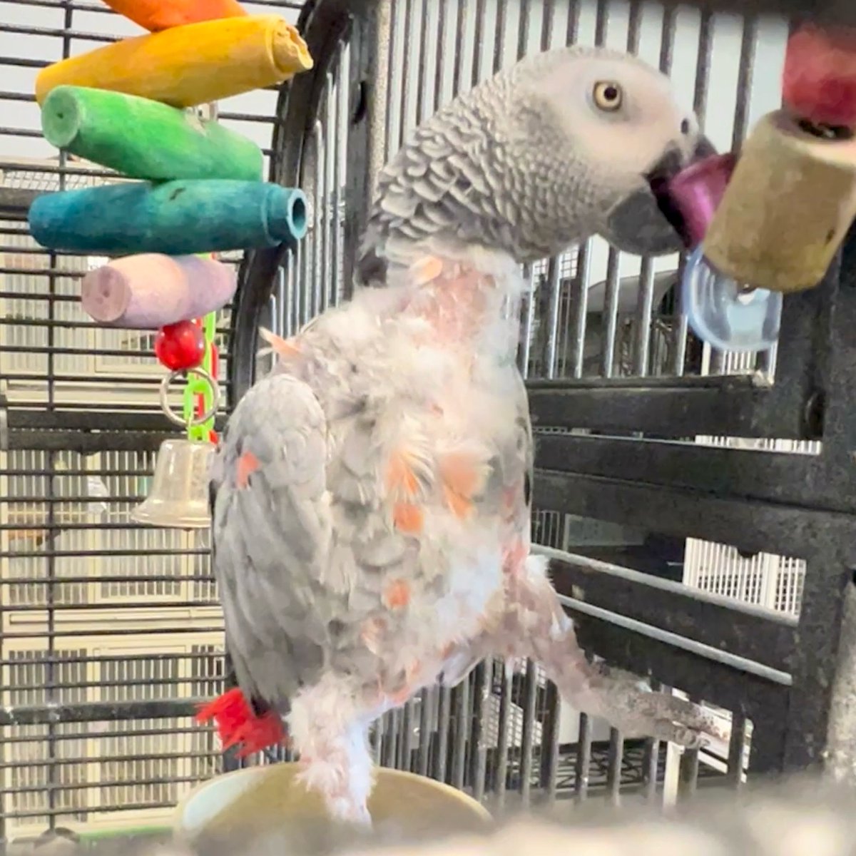 RhondasAviary's tweet photo. School’s back, but the fun isn’t over at Rhonda’s Aviary. We’re throwing a Back-to-School Adoption Party with adoptable birds, ball pythons, and bearded dragons looking for new homes. Come meet the class clowns, cuddle bugs, and quiet study buddies waiting at the shop. https://t.co/0Yo2V0ILEO