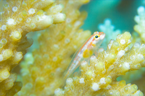 Divemaster_hyde's tweet photo. 海が空を映して、朝の境界線が消えていく。

#癒し #海のある暮らし #水中世界 #静寂 #diving #oceantherapy https://t.co/1xwZoMfGMI