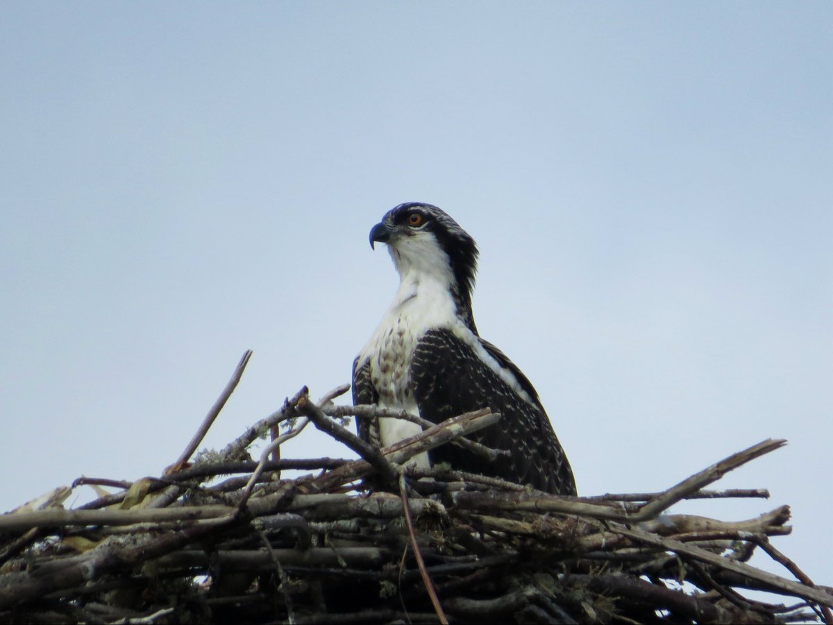 iwalkcow's tweet photo. hi ospreys https://t.co/9tlWcJdORR