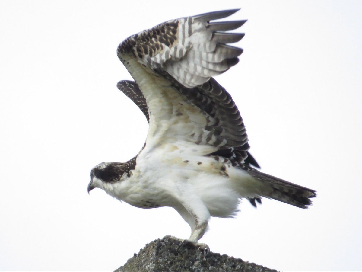 iwalkcow's tweet photo. hi ospreys https://t.co/9tlWcJdORR