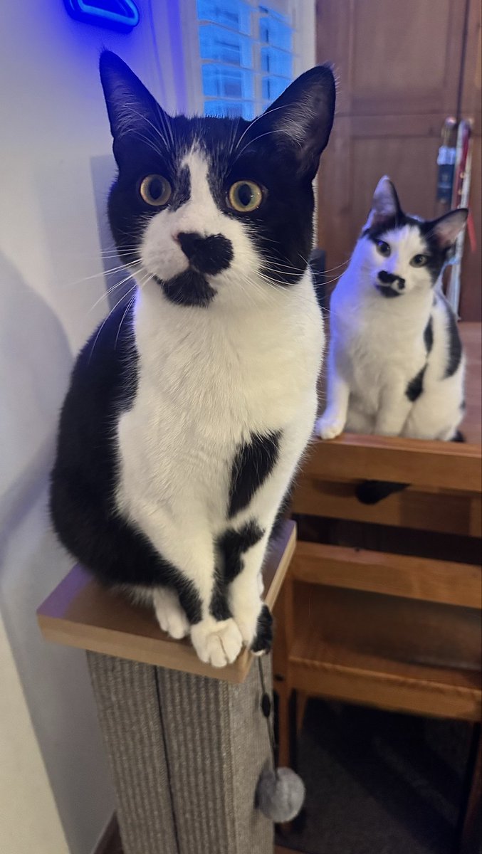 PhilpyM's tweet photo. @rickygervais We have our own Fang with attitude called Figaro but with a heart nose, seen with his princess sister Taschie 🥸 https://t.co/ID7O07tRbc
