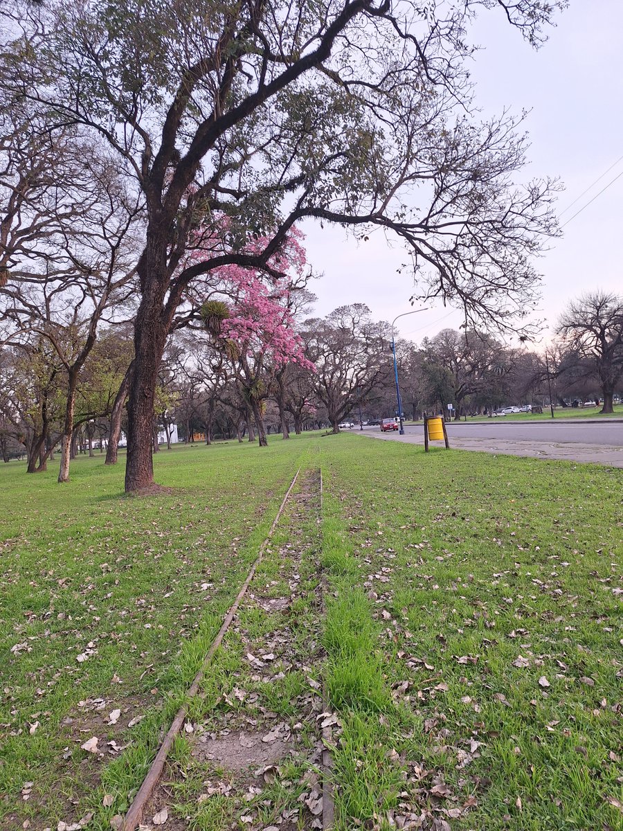 LucasMurillo13's tweet photo. a veces no soy consciente que mi trabajo es caminar por el parque 9 de julio disfrutando de la naturaleza, acompañando a los perritos en su paseo https://t.co/Ge9boO08rT