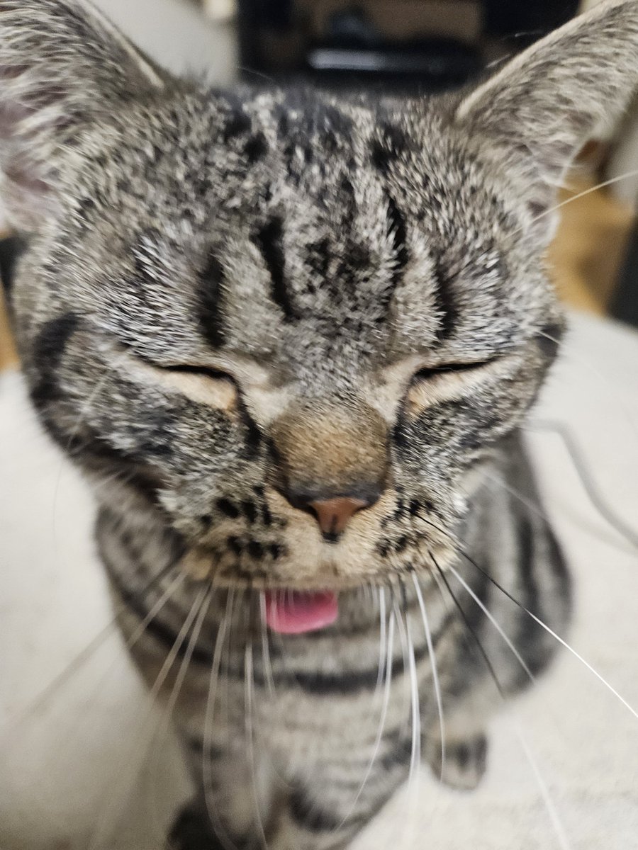 lemo138's tweet photo. これはずっとねてたのに、いざストはじめて、さあバトルかねってしてたら起きてきた猫 https://t.co/MoxNKdsuh9