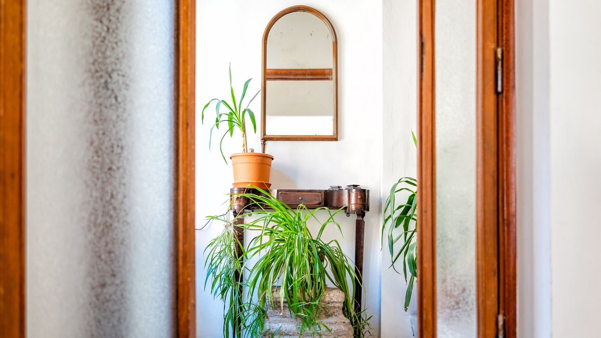 Bonsfluidos's tweet photo. https://t.co/Q7z8OgGjGt
Corredores com pouca iluminação natural também podem ganhar um toque de verde, então confira três espécies que se adaptam melhor a esses espaços #Planta #Jardim #Casa https://t.co/71l0CiHGMH