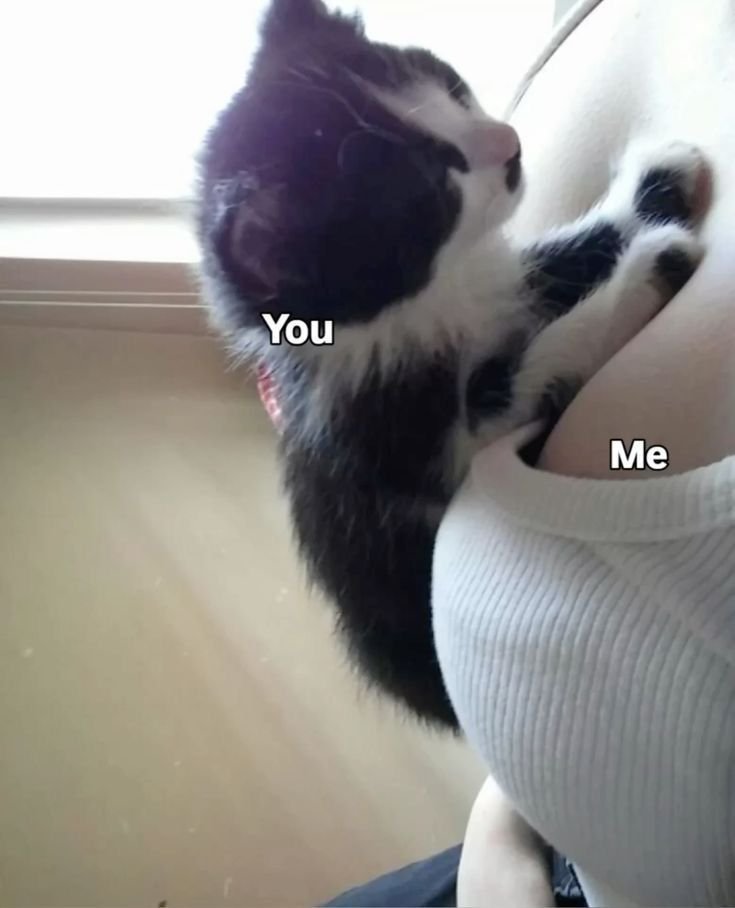PixelMiel's tweet photo. Que rico cuando se acuesta en mi pechito y se quedan dormiditos 🥺💗 https://t.co/jwgstg30h9