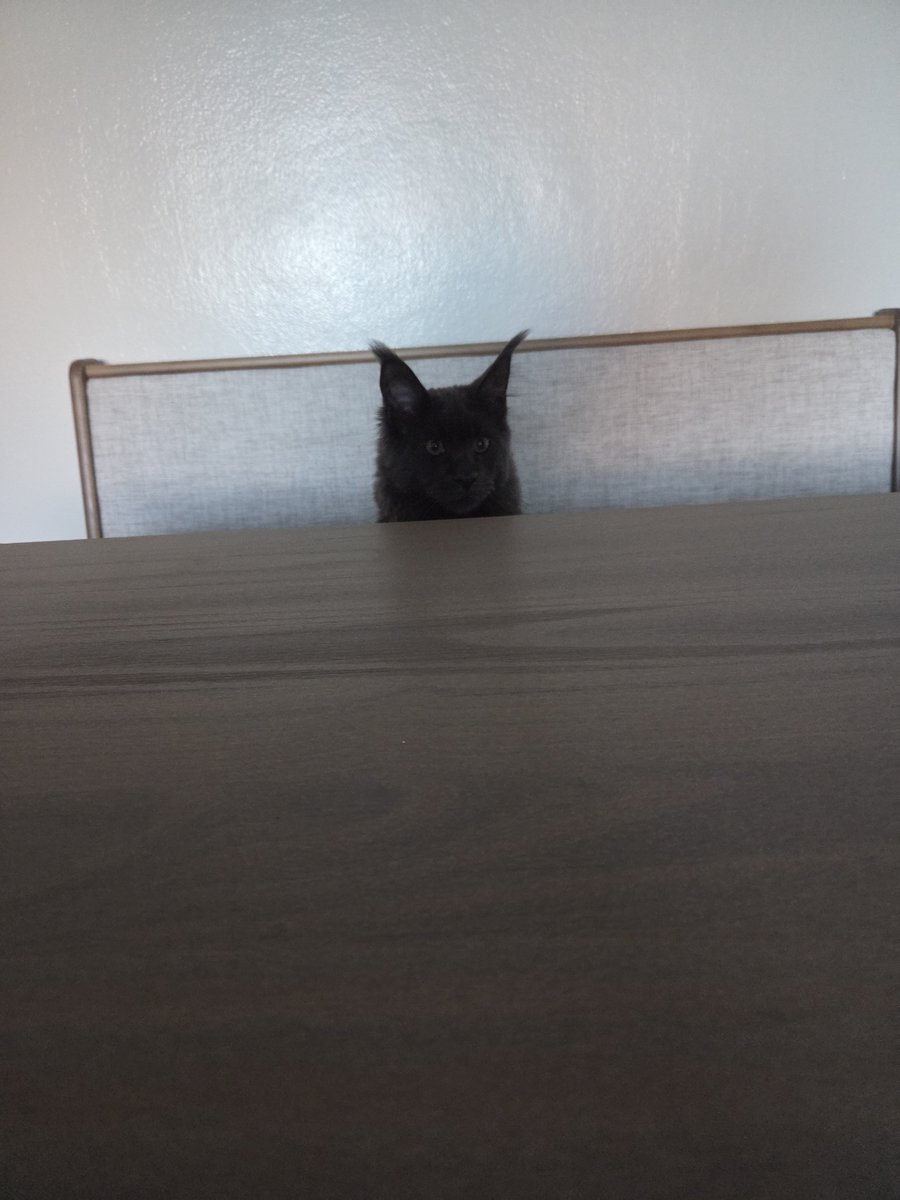 squishylad37's tweet photo. @yuckiezt @toy_pathetic Who doesnt want a cat life fr specially the dumb ones they live a chud life which is peak https://t.co/xji13NUEAO