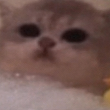 JamCatRH's tweet photo. do not disturb Jam Cat https://t.co/mK6a3tH0Hm