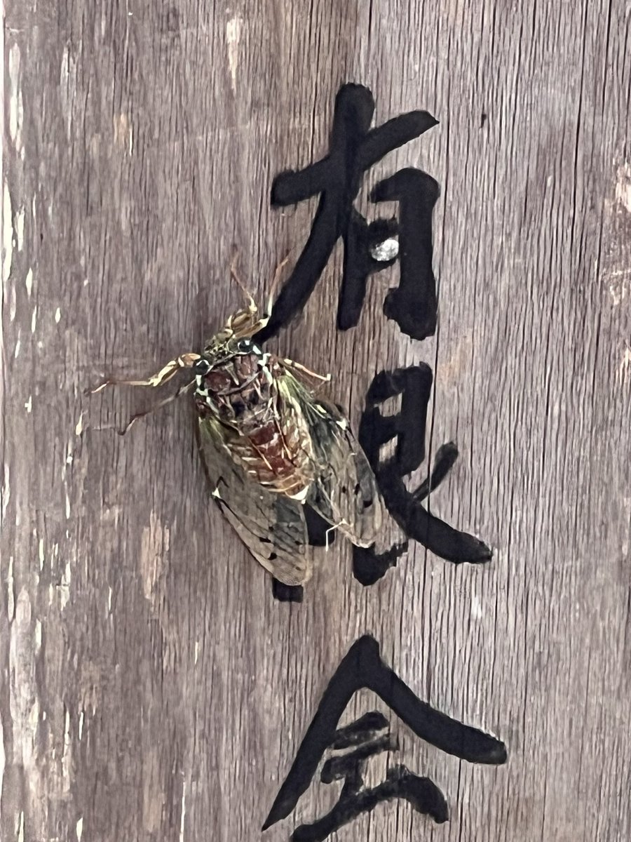 Luito3512's tweet photo. 昨日のセミ！！！！
おそらくまだ羽化したばっか
（透き通っていたのがだんだん色が濃くなっていた） https://t.co/0Agql01u9q