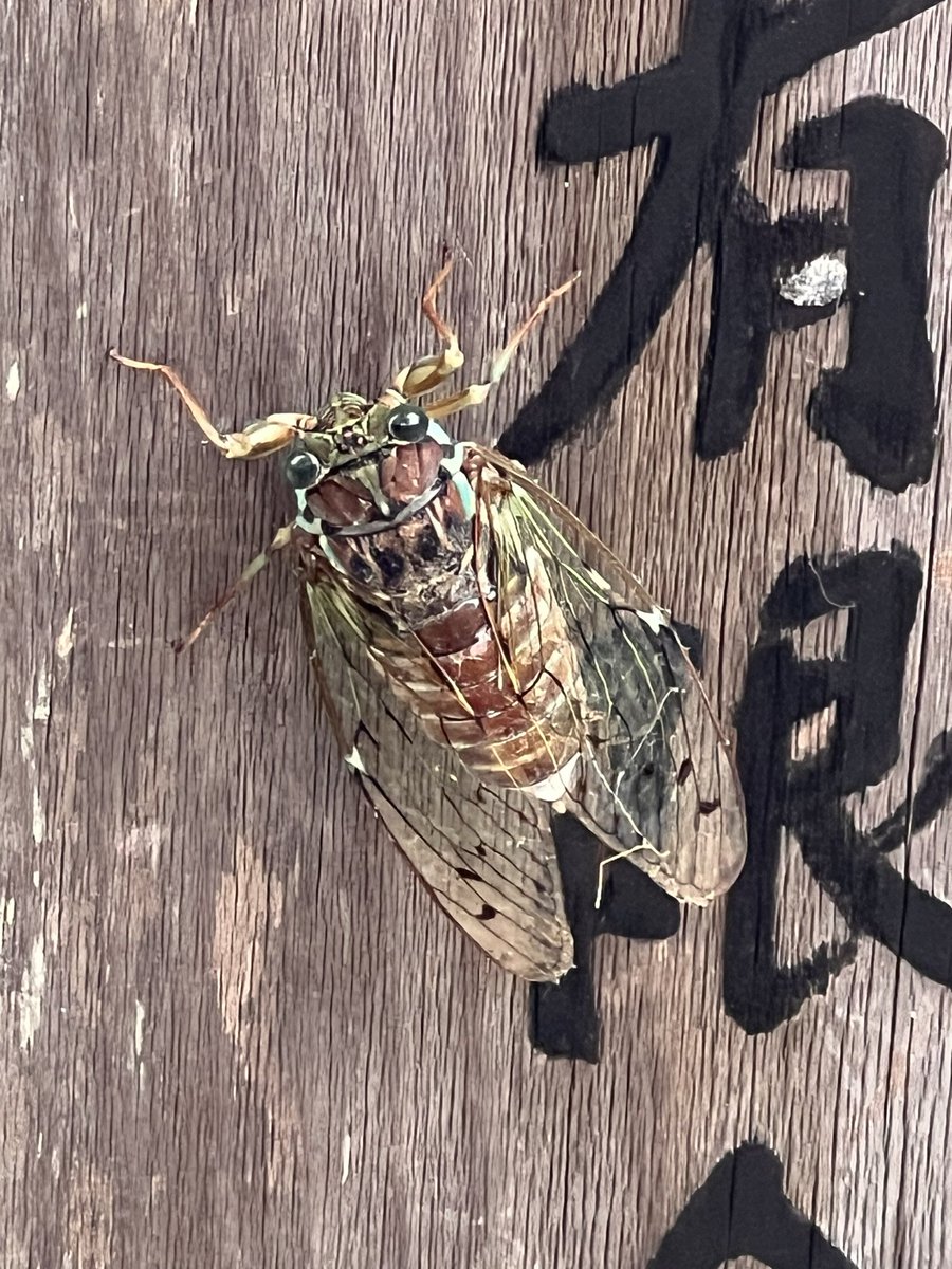 Luito3512's tweet photo. 昨日のセミ！！！！
おそらくまだ羽化したばっか
（透き通っていたのがだんだん色が濃くなっていた） https://t.co/0Agql01u9q