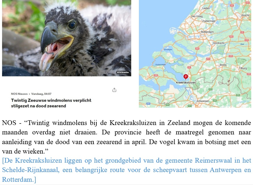 JosTeunissen2's tweet photo. 'Het klimaat redden'. Vogelonderzoeker kan het niet meer aanzien. https://t.co/YQwP44ugHb Voor de vierde keer in een maand tijd is een zeearend (vleugellengte van 2,5 m) omgekomen na een botsing met een windturbine in de Hoeksche Waard. "Dit moet stoppen”  https://t.co/C31DL7smcW https://t.co/8BzWcg2Nzh
