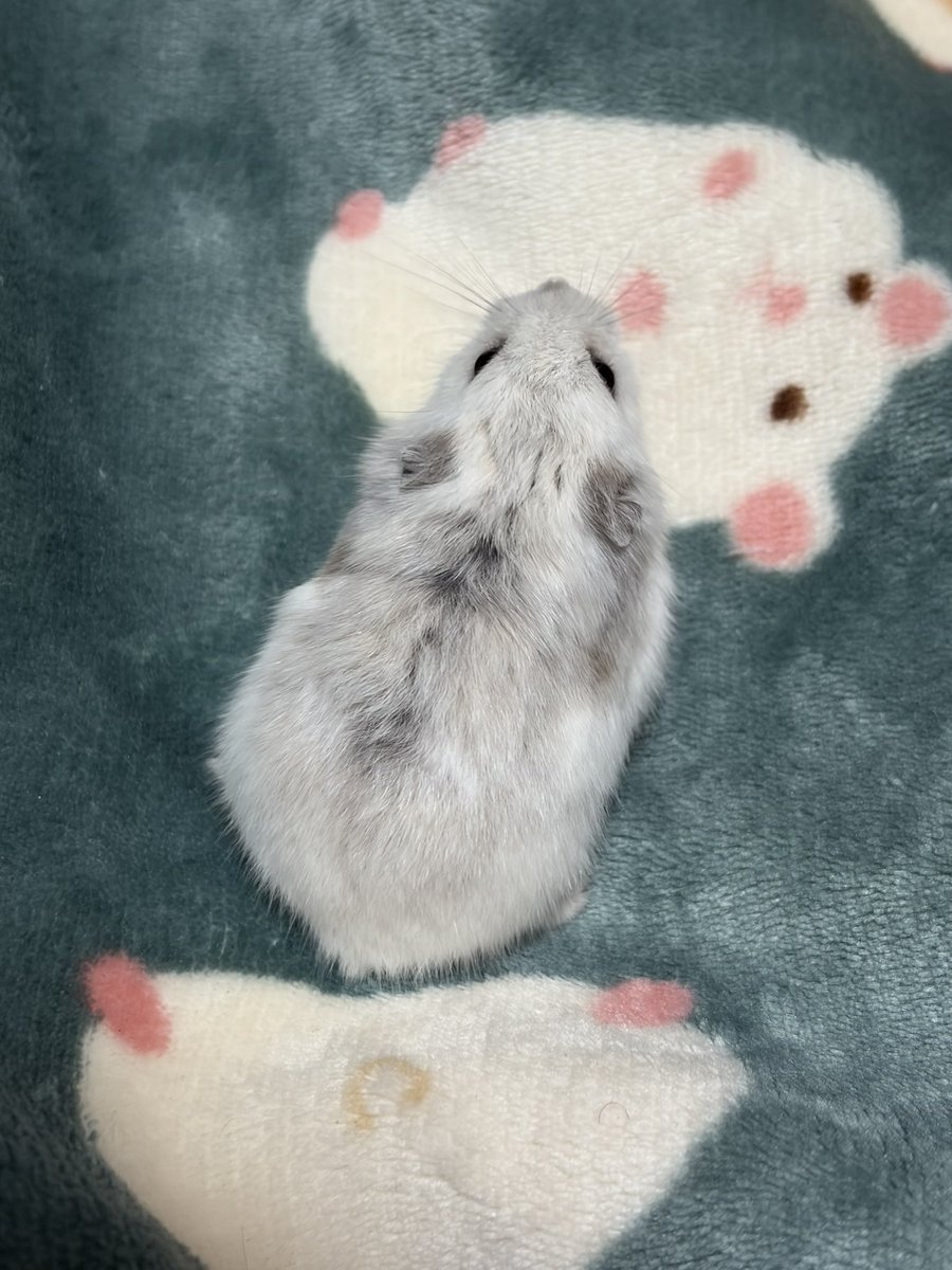 Julia_hamham's tweet photo. 真っ白だったけど黄色掛かったグレー出現 https://t.co/SjJXgkIv4V