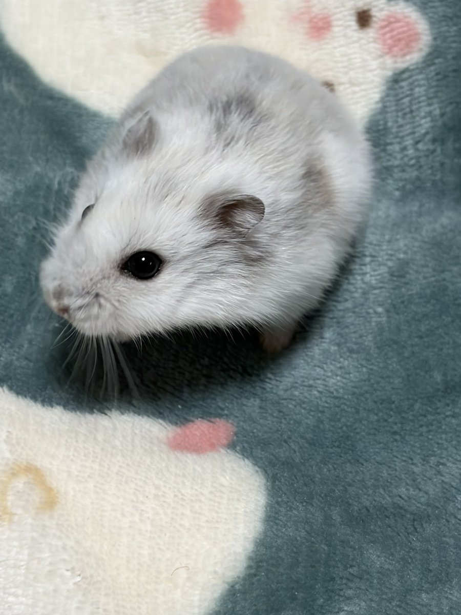 Julia_hamham's tweet photo. 真っ白だったけど黄色掛かったグレー出現 https://t.co/SjJXgkIv4V