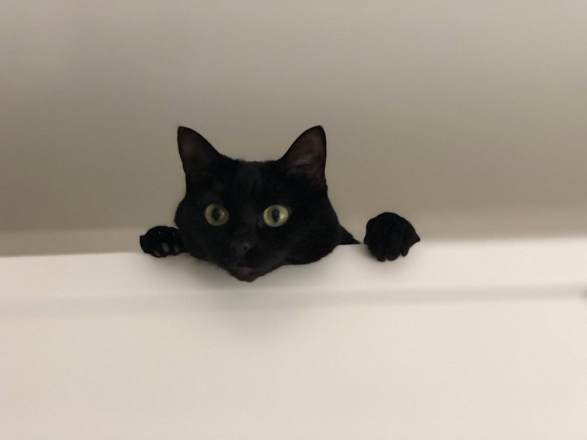 isiosstable's tweet photo. 🐈⬛ In a break from normal proceedings, the admins have had a bit of a sad day as their 18 year old cat, Pixie, went to sleep today.
Sorry for the later than usual stability score, it’s been a bit of a sad one.
Rest In Peace, Pixie. You will be missed. 🖤
#RIPPixie https://t.co/mkoaNQctpH