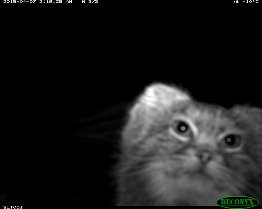 Trail_Cams's tweet photo. https://t.co/a8vijYAxdG