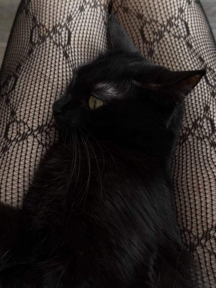 t1nkrs's tweet photo. Noc 🐾
Winter 🐍
Black 🐾 https://t.co/ra1LkUNqmC