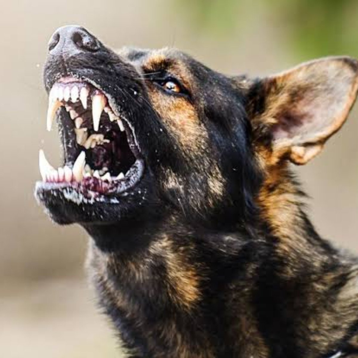 kiyashaber319's tweet photo. 🔴 Başıboş köpek saldırısına uğrayan Sebahat Kahraman'a 637 bin TL tazminat ödenecek.

Vatandaşlar batı modeli itlaf uygulaması talep ediyor. https://t.co/Ag4t9HXGu7