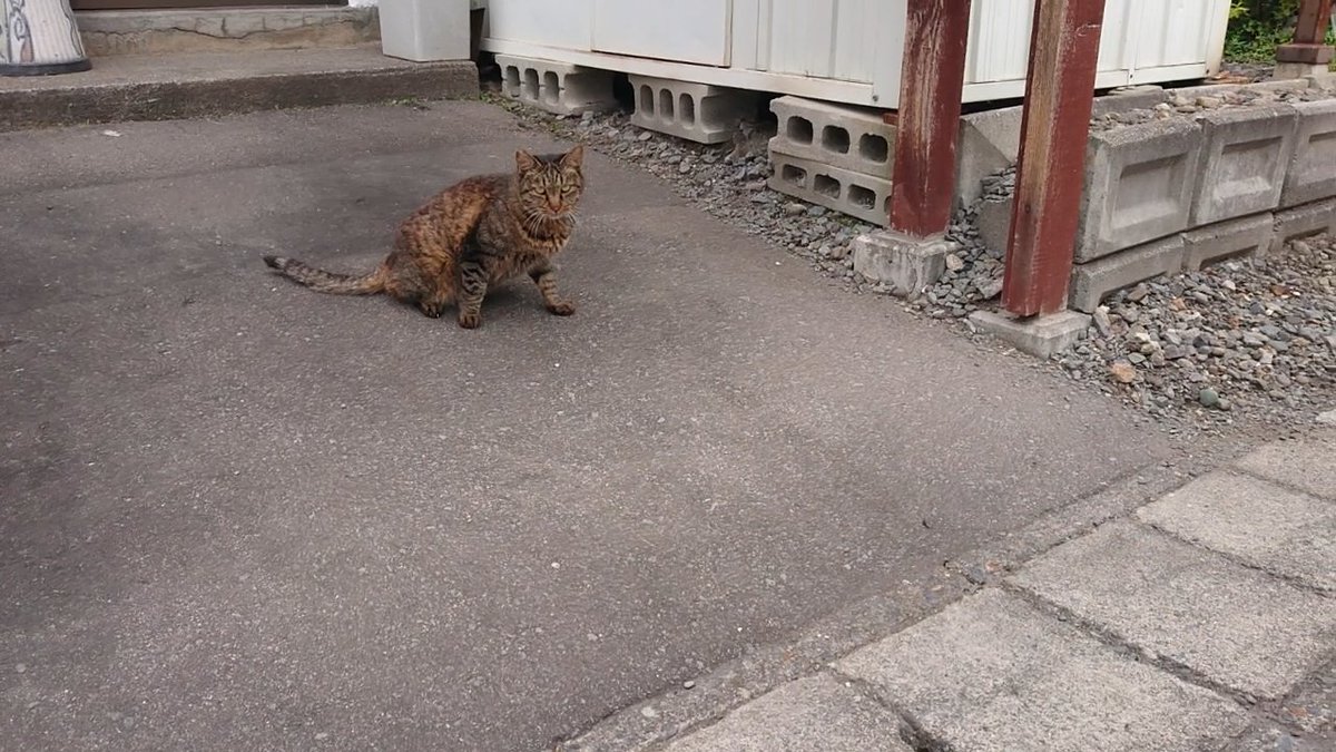 SskNo1's tweet photo. パトロール中に見つけた、外猫さん。
今年も寒さの厳しい北海道の冬を、無事に生き抜いてくれました。

2にゃんネルのYouTubeチャンネルはこちら→( link: https://t.co/f1qKlNWuMN)  #猫 #ねこ #ネコ #猫のいる暮らし #猫好きさんと繋がりたい #cat #保護猫 https://t.co/gxu8apFYvs