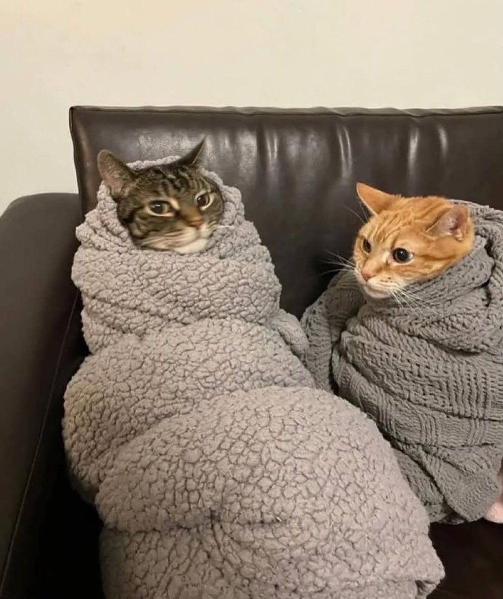 Catsillyness's tweet photo. https://t.co/0ghvxzgecp