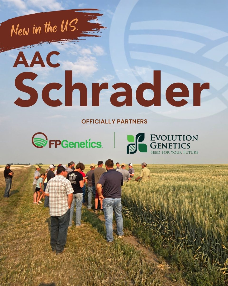 FPGenetics's tweet photo. Introducing AAC Schrader to the U.S.
Through our partnership with Evolution Genetics LLC, U.S. growers will soon have access to trusted genetics built for performance. Strong partnerships. Better genetics. https://t.co/kyvkCM8kMs