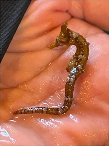 511keisuke's tweet photo. 海の生き物 https://t.co/jBhdG0IrkY