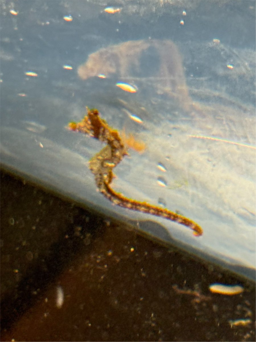 511keisuke's tweet photo. 海の生き物 https://t.co/jBhdG0IrkY