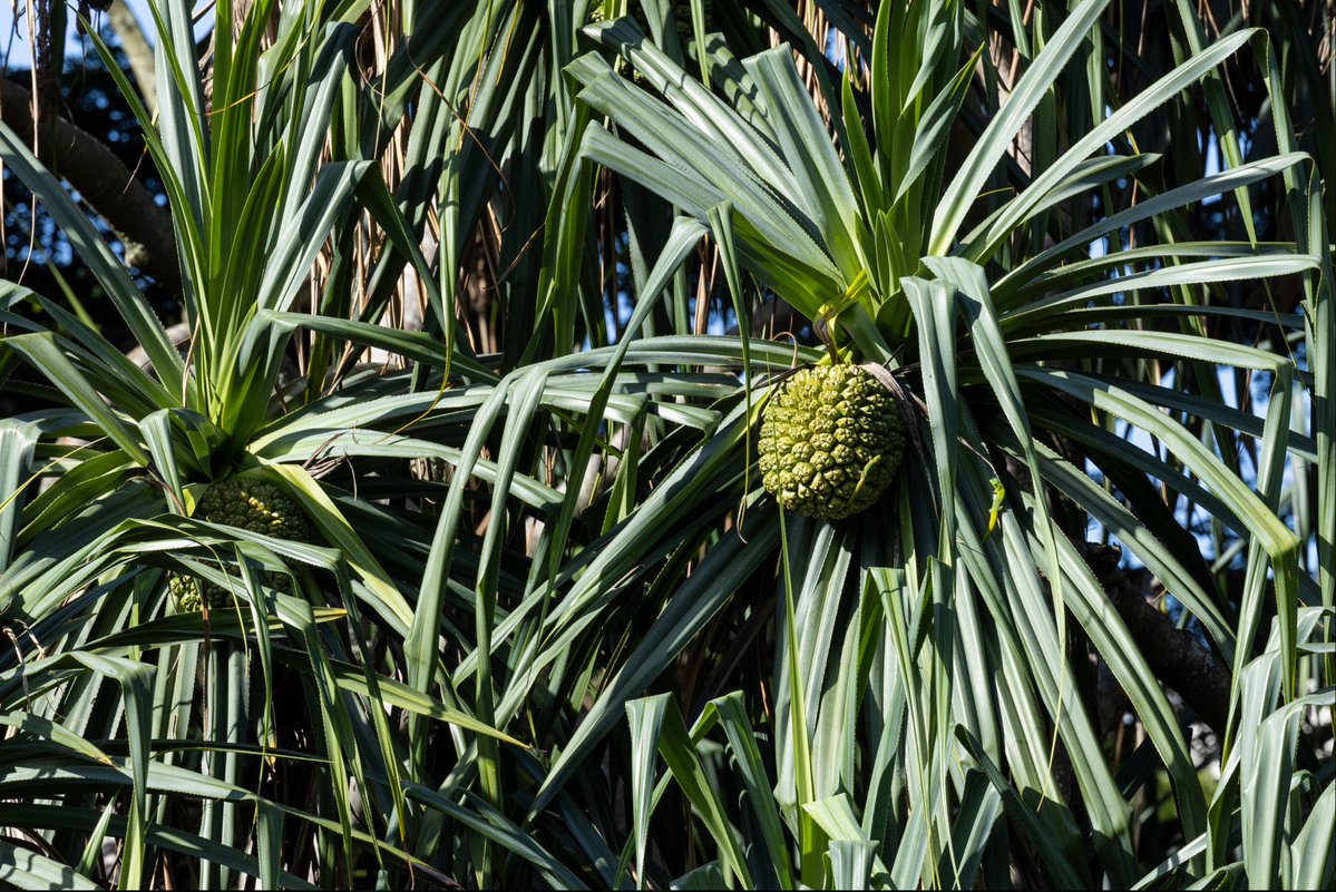 Aloha! ハワイの伝統工芸のひとつ、ラウハラ編み。 ハワイ固有種のハラ